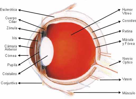 Como funciona un ojo humano